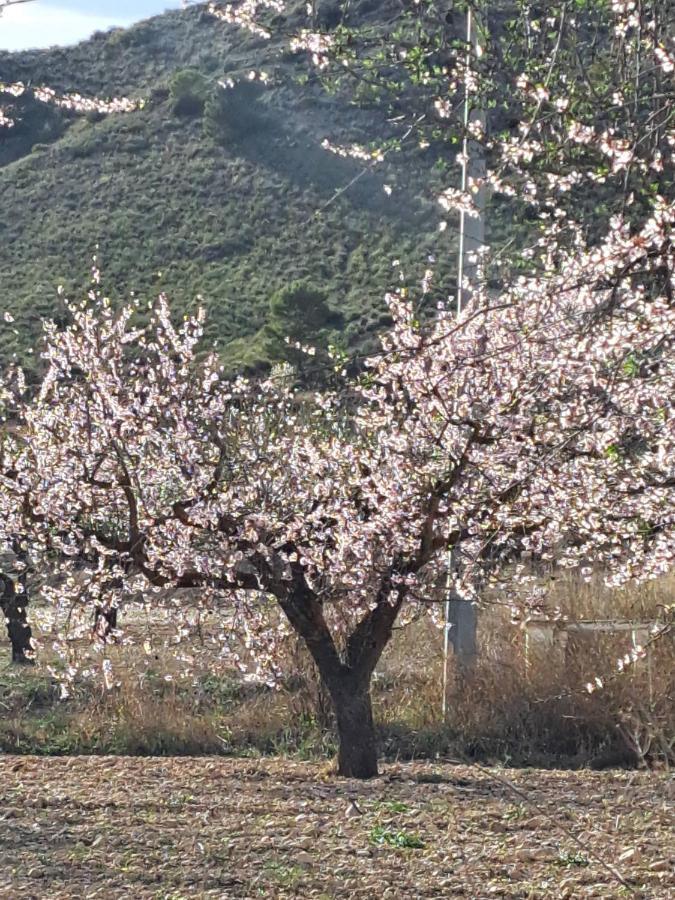 Ricote La Antigua Casa Del Astronomo Casa Rural מראה חיצוני תמונה